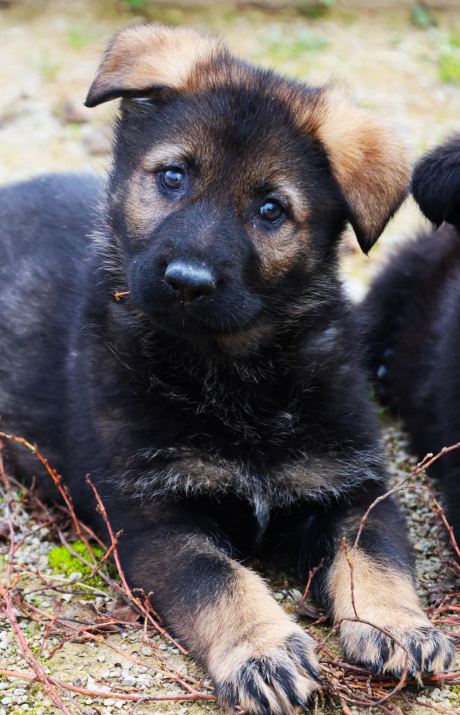 Fabien de jye - Chiot disponible  - Berger Allemand