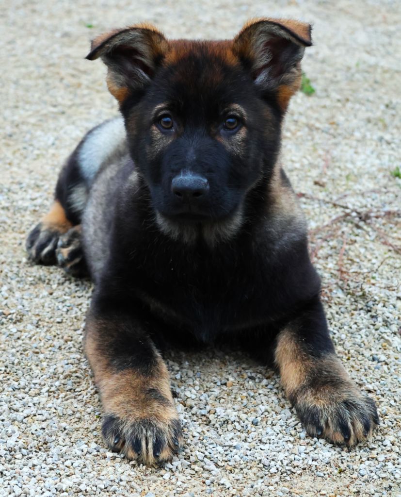 Fabien de jye - Chiot disponible  - Berger Allemand