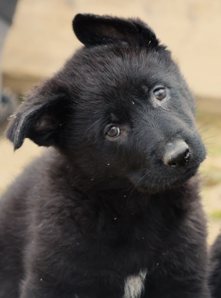 Fabien de jye - Chiot disponible  - Berger Allemand