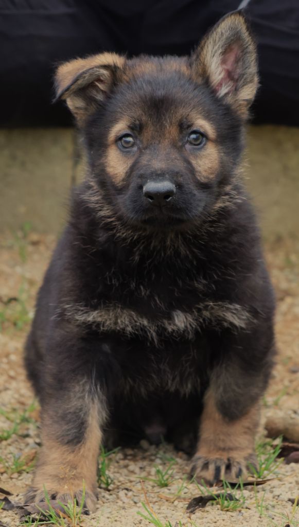 Fabien de jye - Chiot disponible  - Berger Allemand