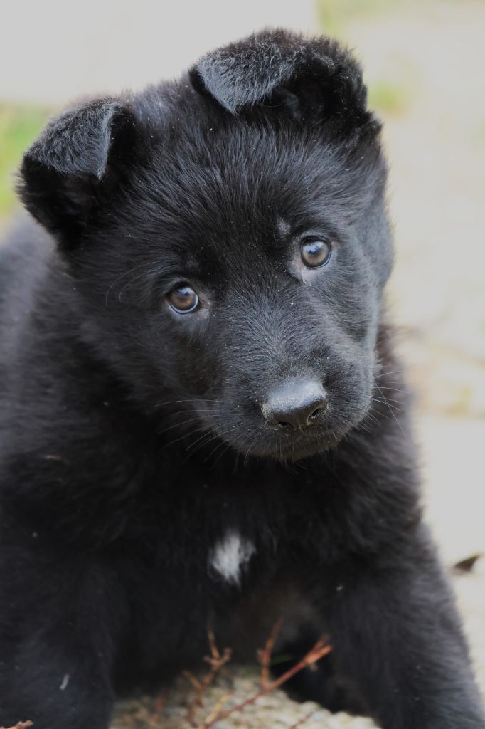 Fabien de jye - Chiot disponible  - Berger Allemand