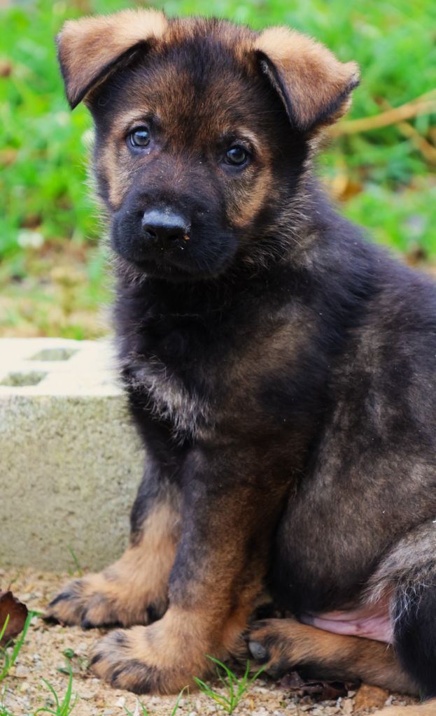 Fabien de jye - Chiot disponible  - Berger Allemand