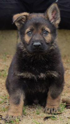 CHIOT MALE GRIS