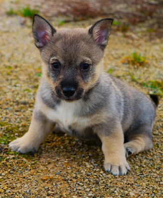 CHIOT QUEUE LONGUE