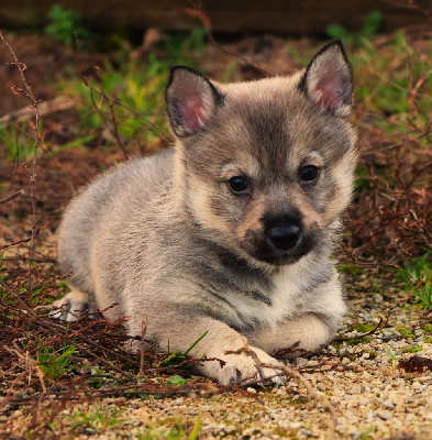 CHIOT QUEUE COURTE