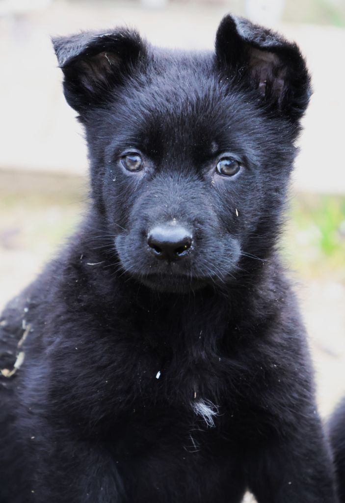 Fabien de jye - Chiot disponible  - Berger Allemand