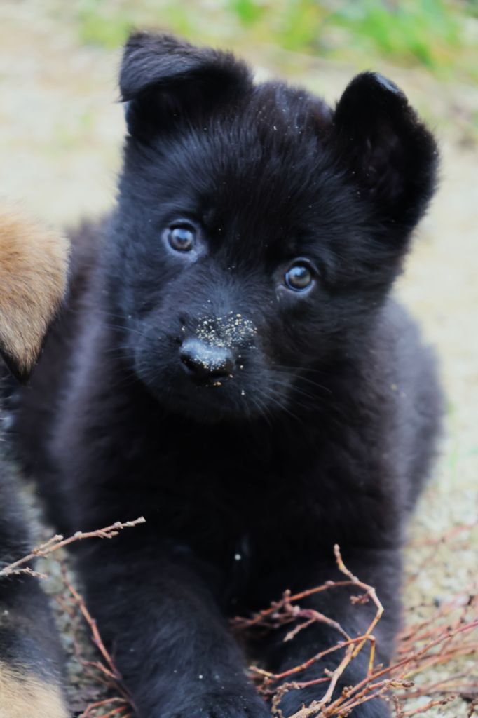 Fabien de jye - Chiot disponible  - Berger Allemand