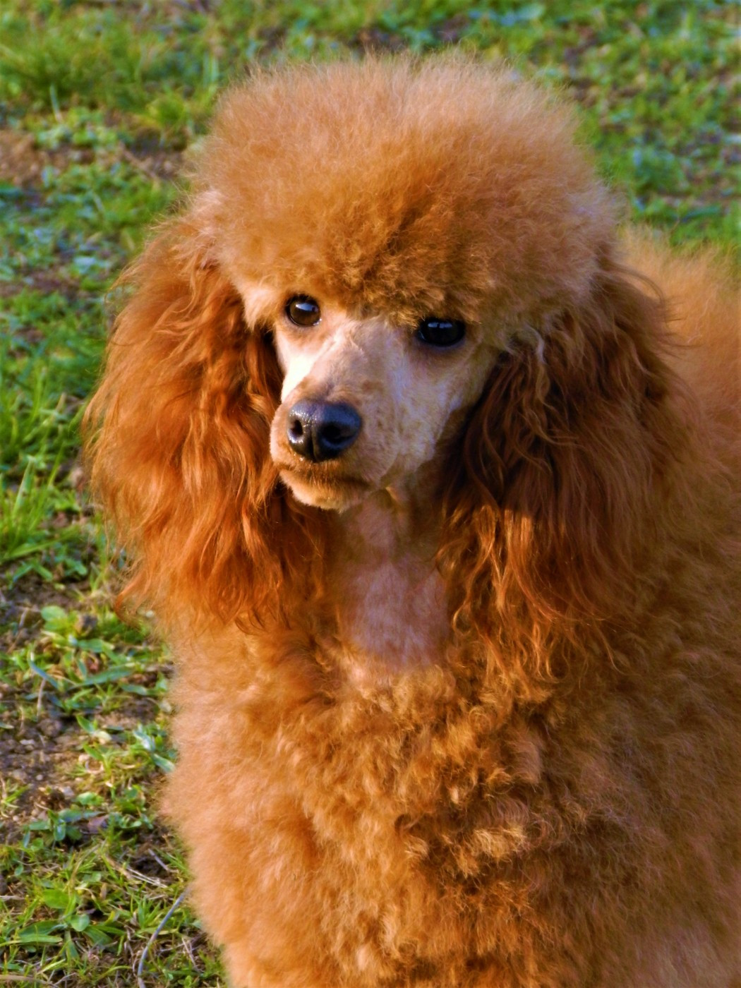 Ruby Golden boy
