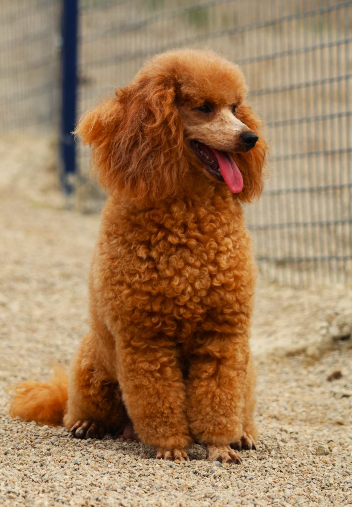 Tonnere de l'est lovely yupanki