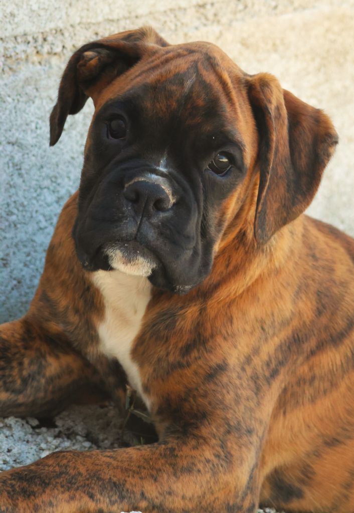 Fabien de jye - Chiots disponibles - Boxer