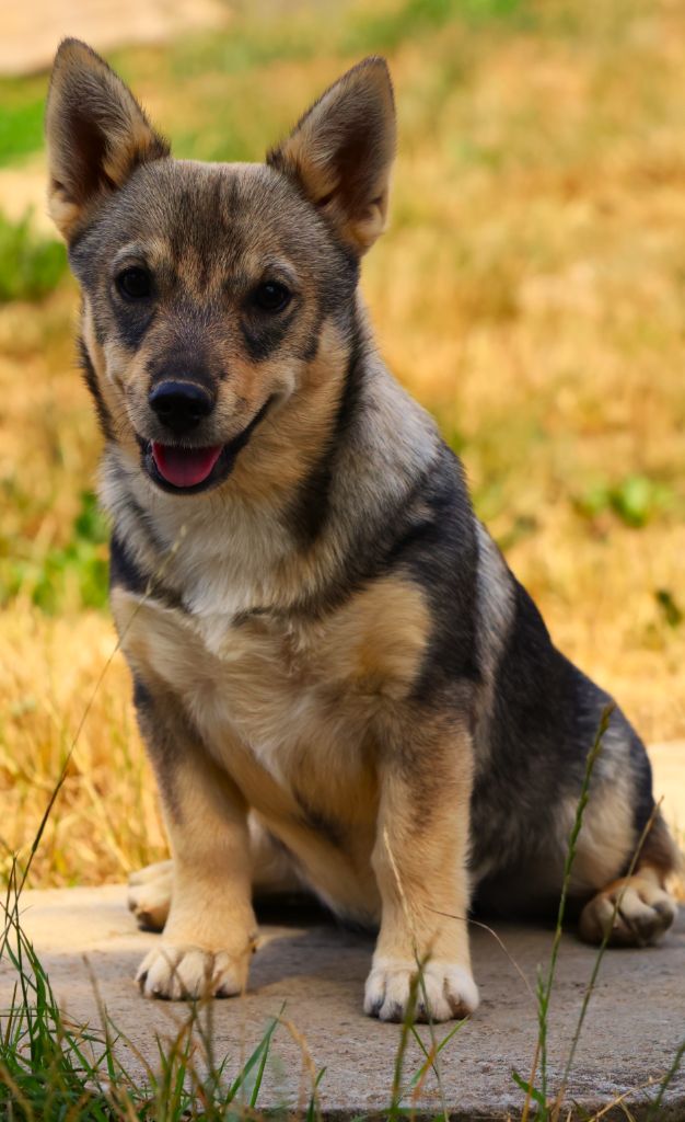 Fabien de jye - Chiots disponibles - Spitz des Visigoths