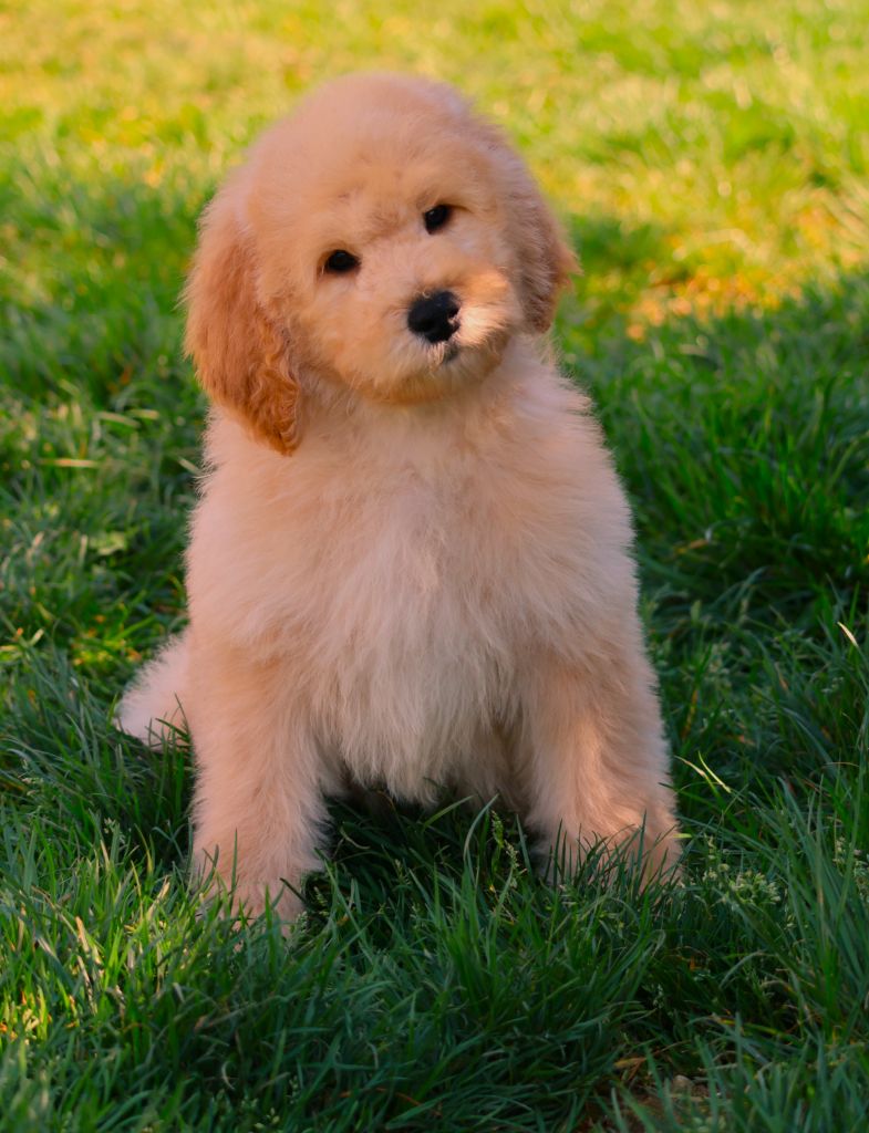 Fabien de jye - Chiots disponibles - Caniche