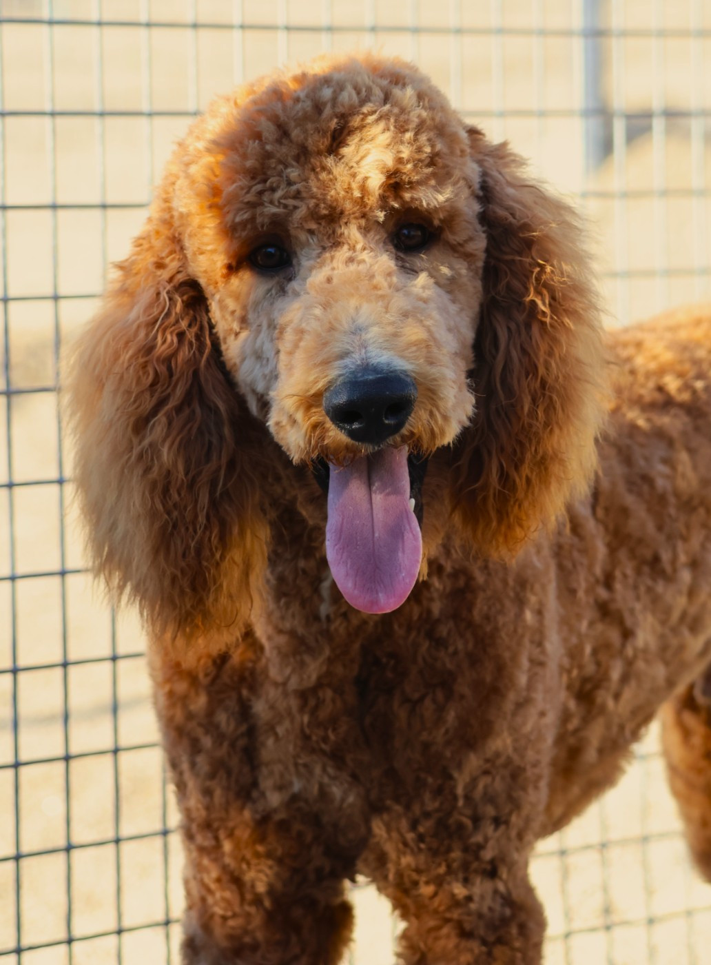 Fabien de jye - Chiots disponibles - Caniche