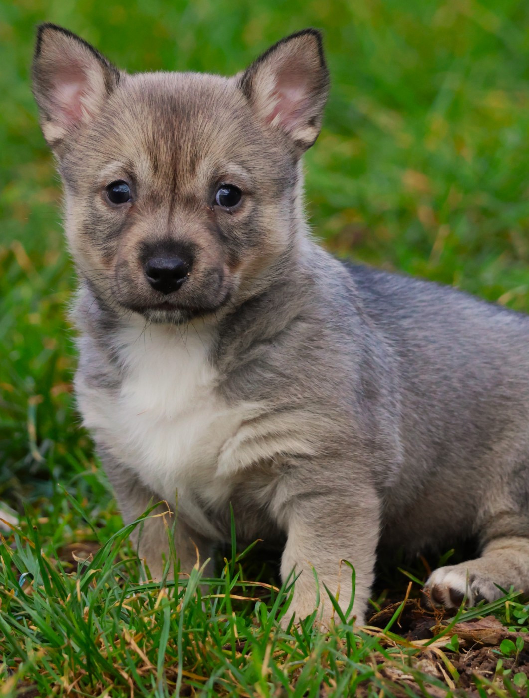 Fabien de jye - Chiots disponibles - Spitz des Visigoths