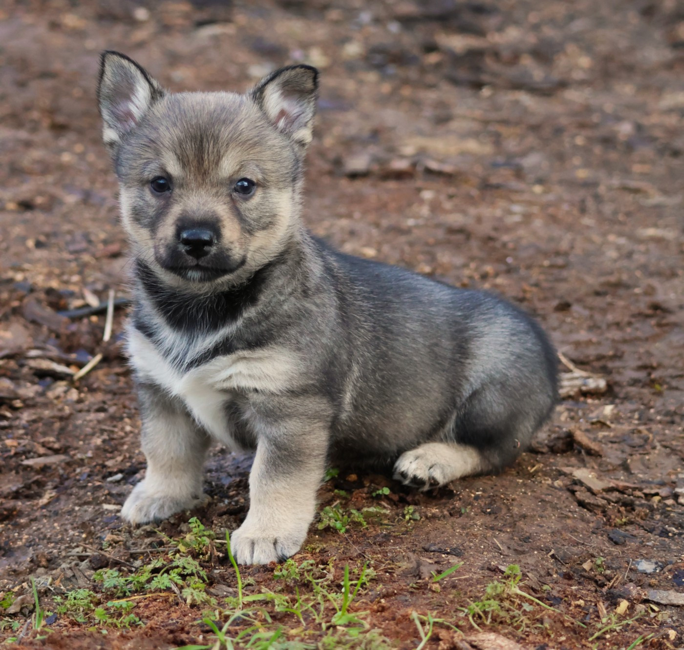 Fabien de jye - Chiots disponibles - Spitz des Visigoths