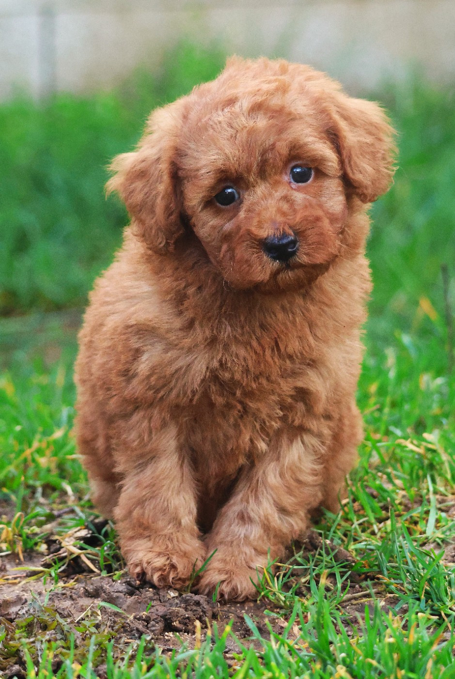 Fabien de jye - Chiots disponibles - Caniche