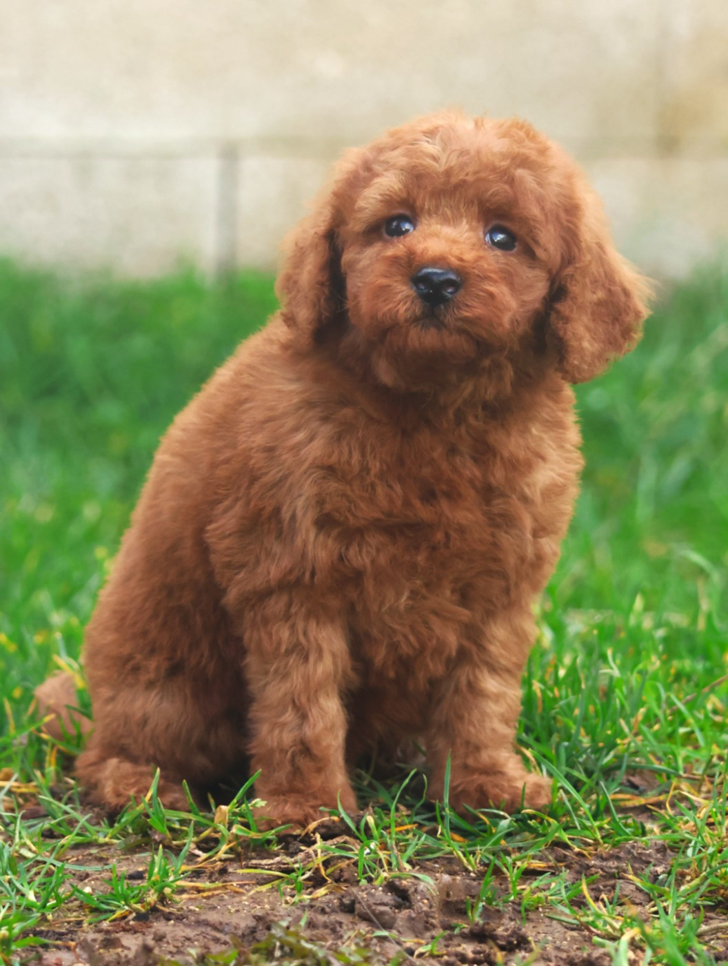 Fabien de jye - Chiots disponibles - Caniche