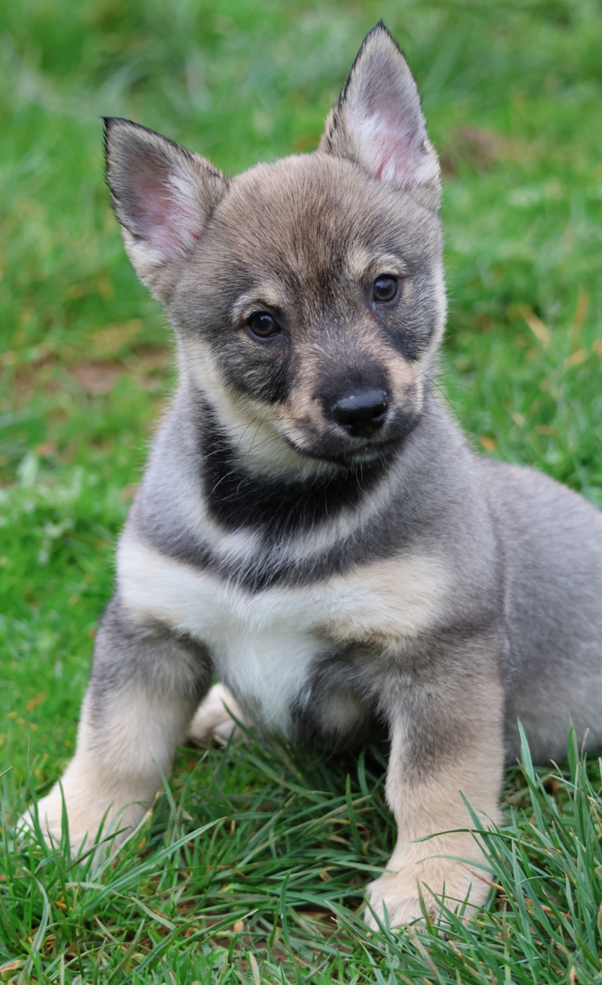 Fabien de jye - Chiots disponibles - Spitz des Visigoths