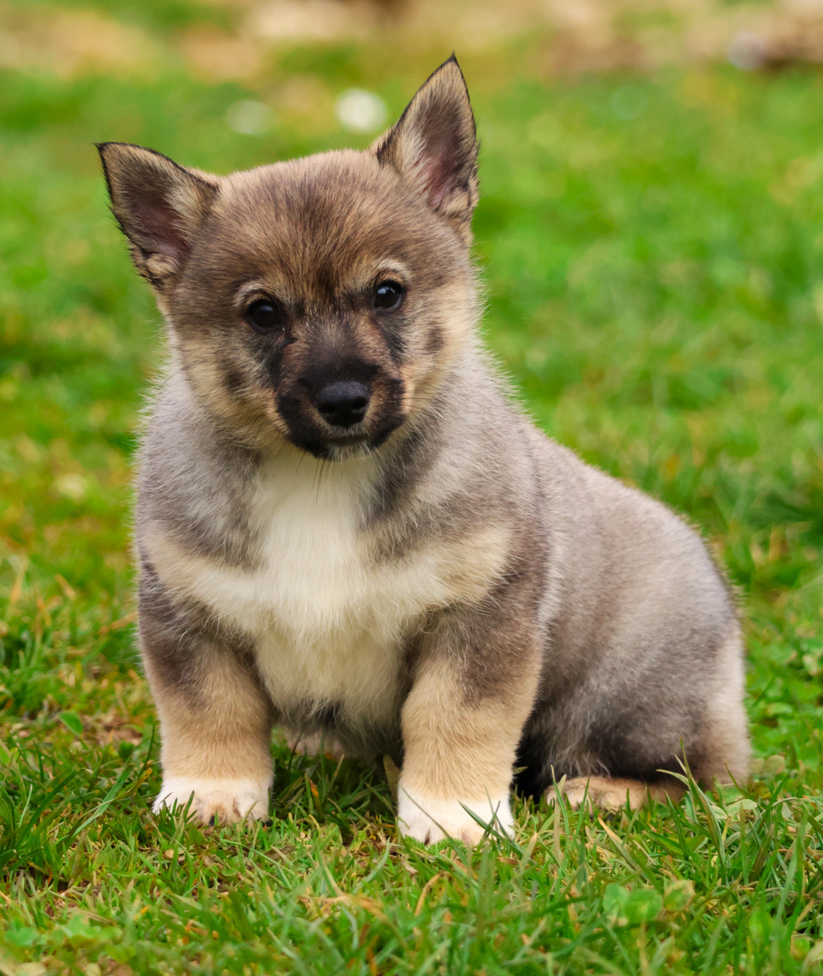 Fabien de jye - Chiots disponibles - Spitz des Visigoths