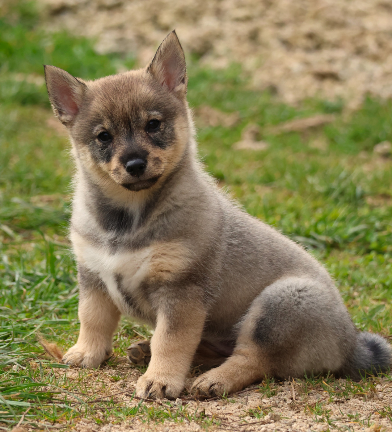 Fabien de jye - Chiots disponibles - Spitz des Visigoths