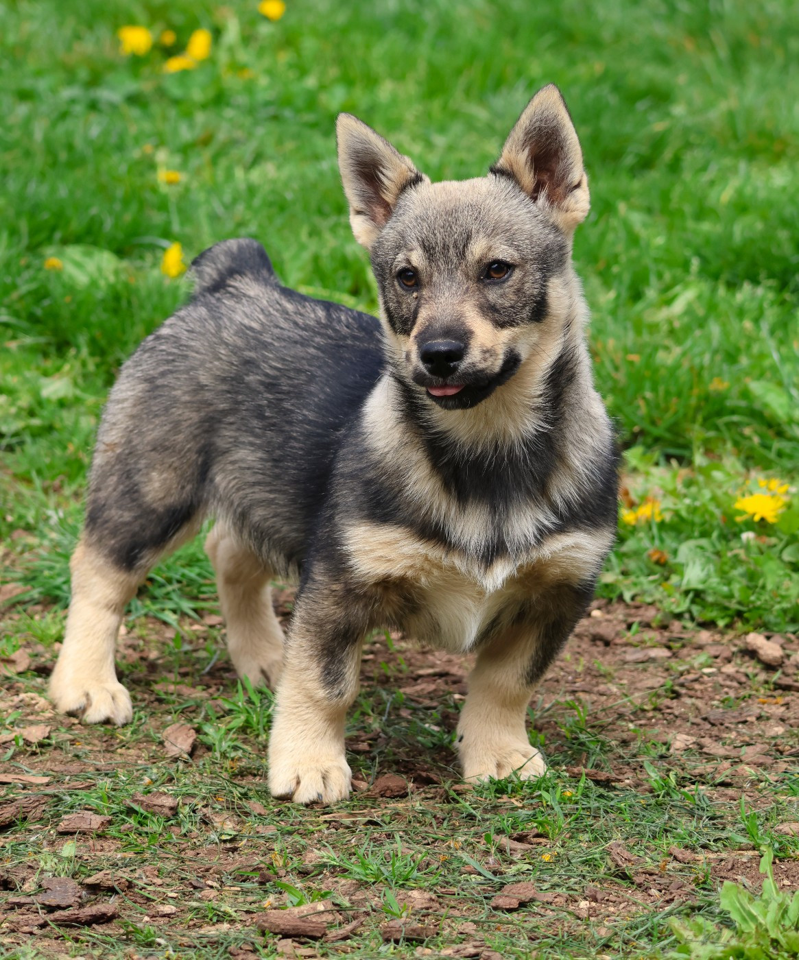 Fabien de jye - Chiots disponibles - Spitz des Visigoths