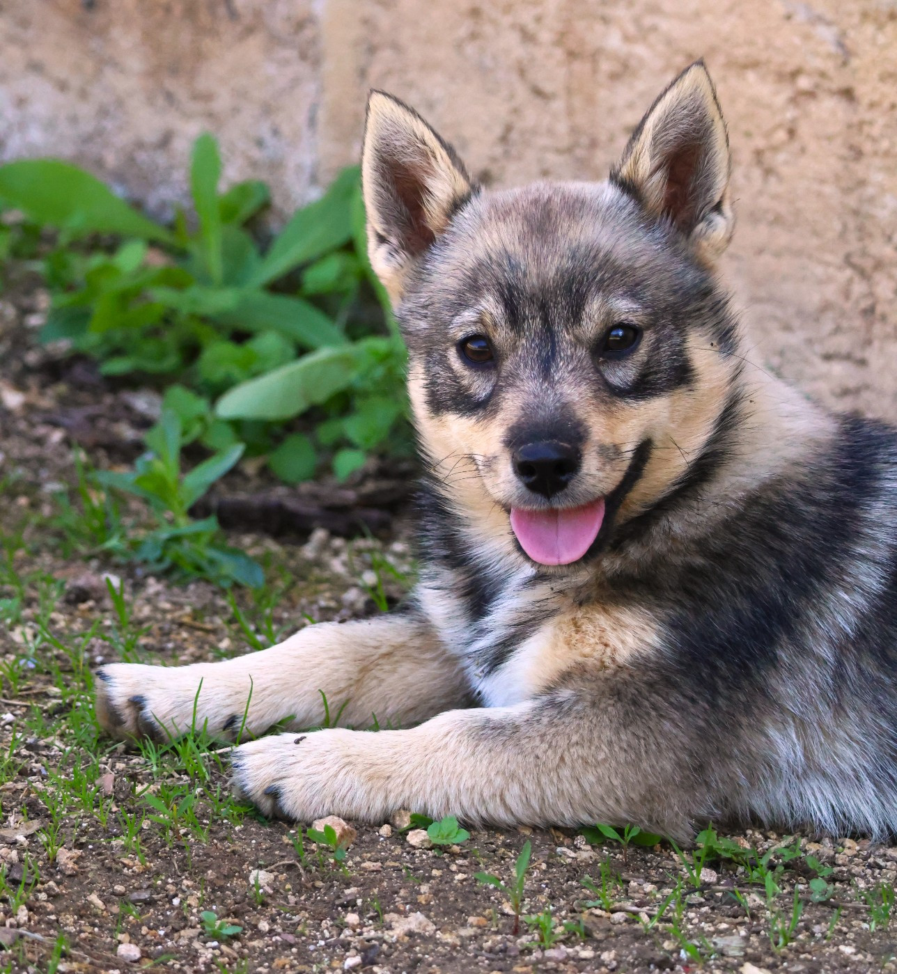 Fabien de jye - Chiots disponibles - Spitz des Visigoths