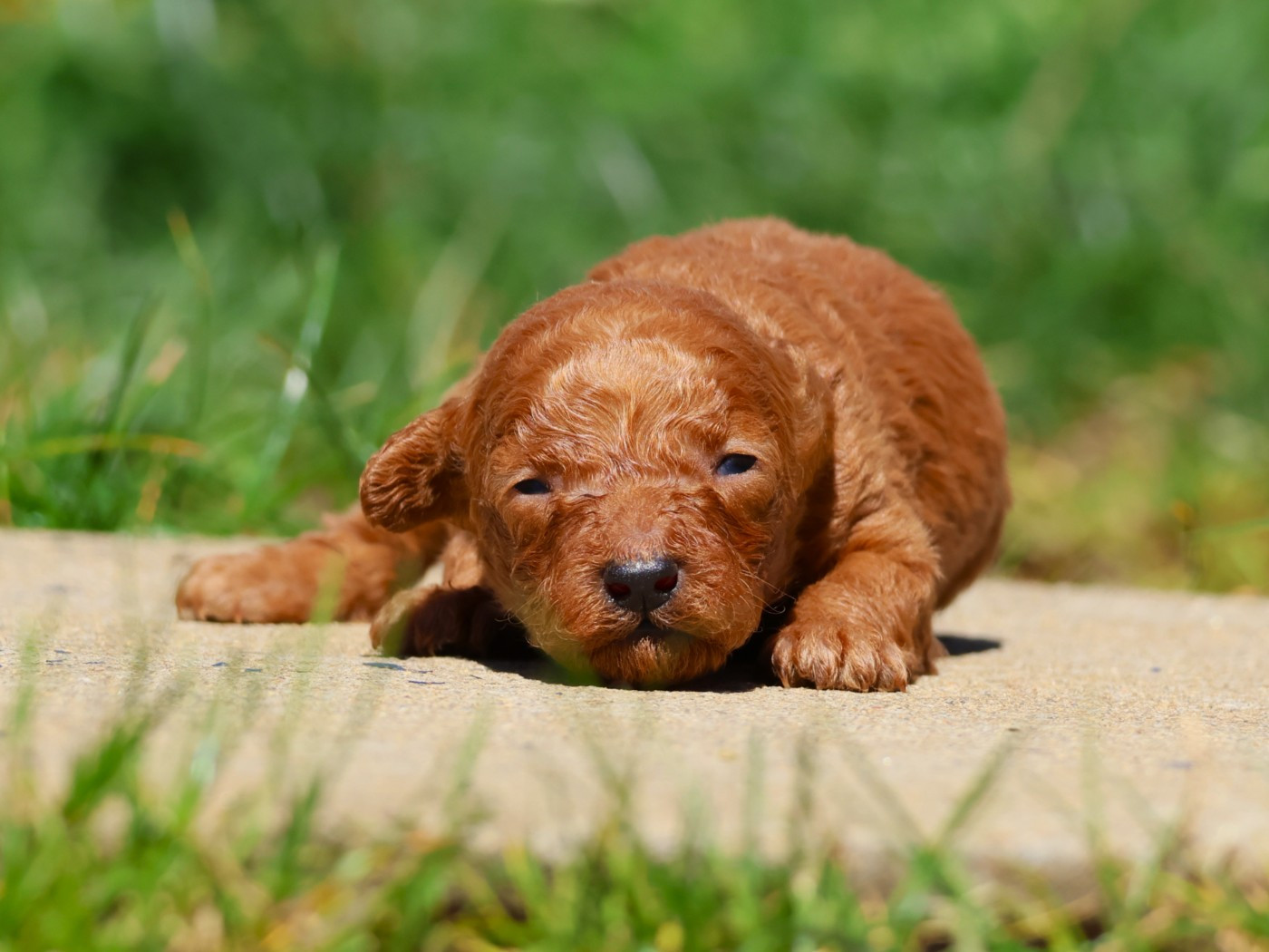 Fabien de jye - Chiots disponibles - Caniche