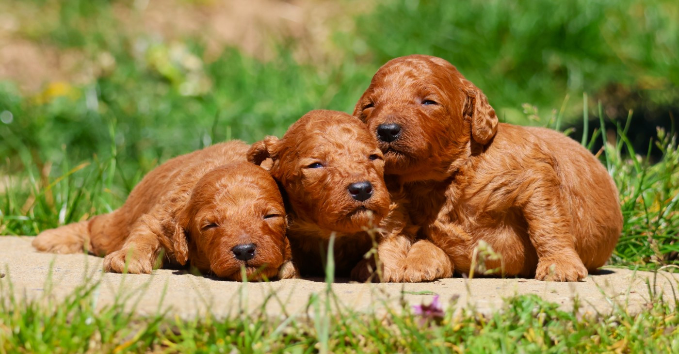 Fabien de jye - Chiots disponibles - Caniche