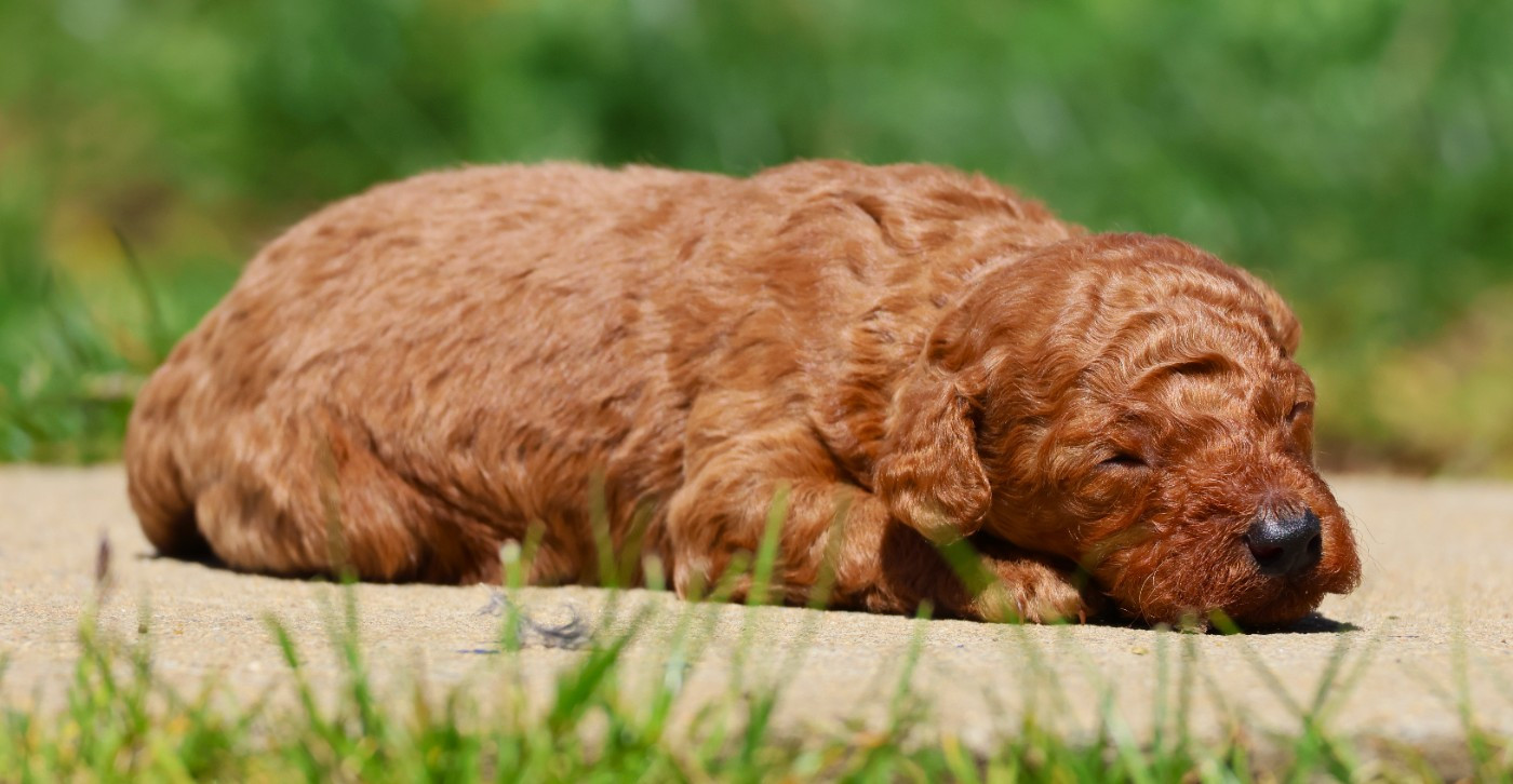 Fabien de jye - Chiots disponibles - Caniche