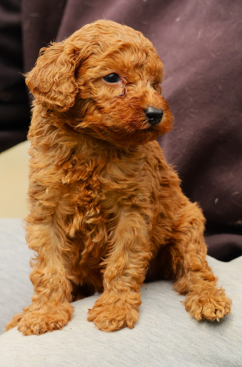 Fabien de jye - Chiots disponibles - Caniche