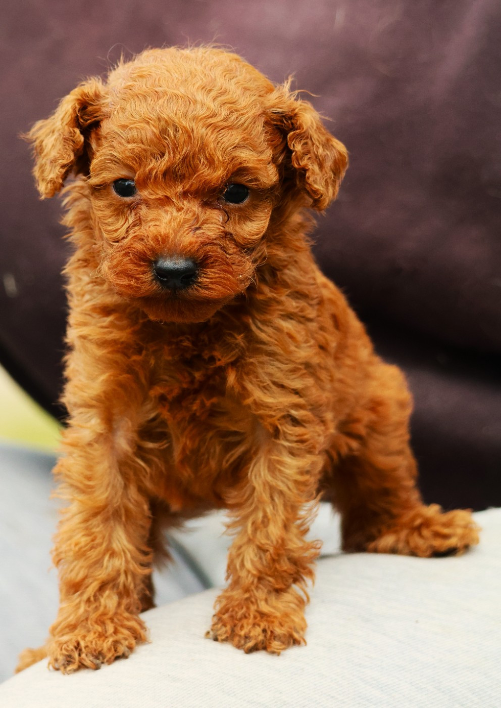 Fabien de jye - Chiots disponibles - Caniche