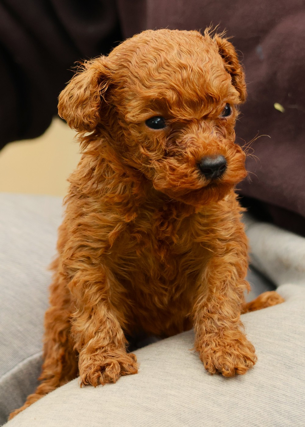Fabien de jye - Chiots disponibles - Caniche