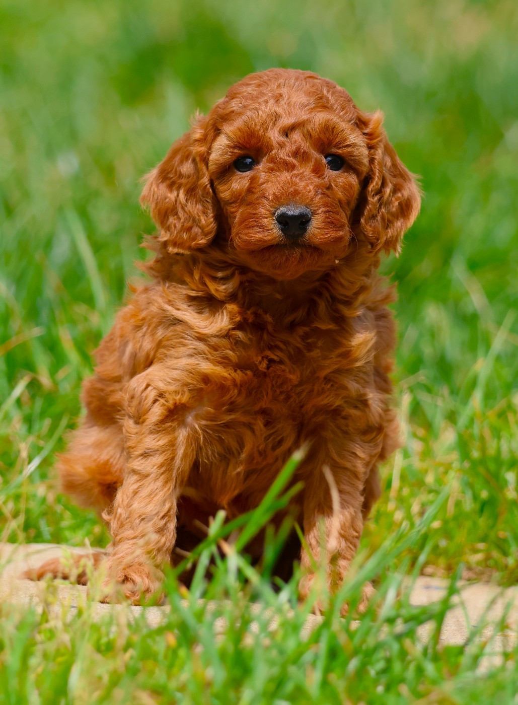 Fabien de jye - Chiots disponibles - Caniche