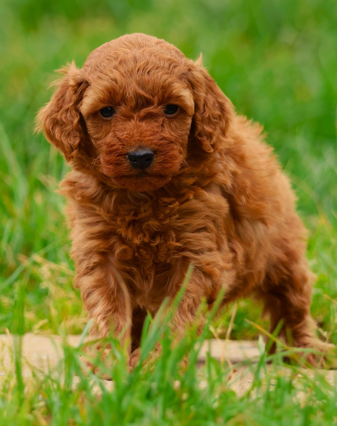 Fabien de jye - Chiots disponibles - Caniche