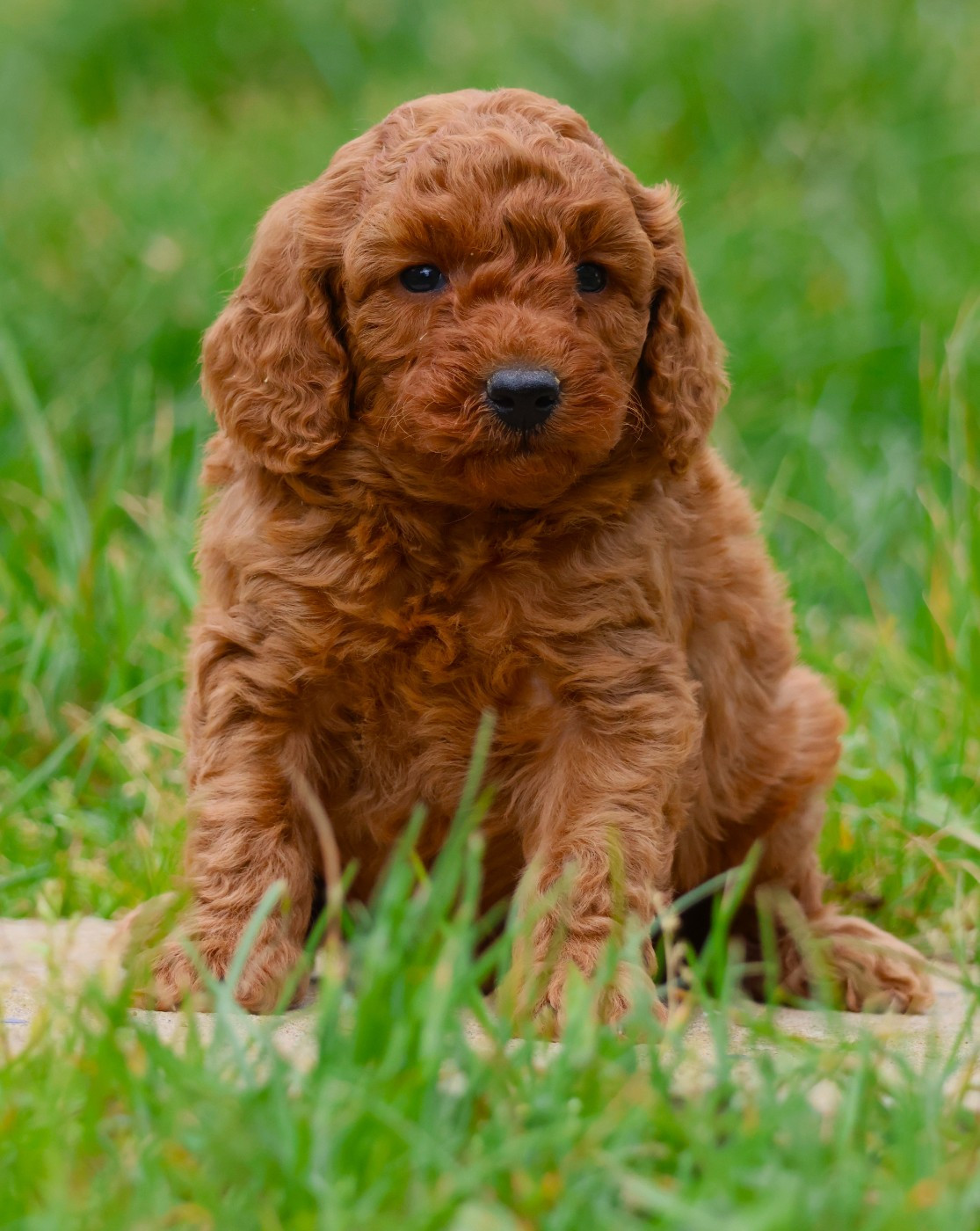 Fabien de jye - Chiots disponibles - Caniche