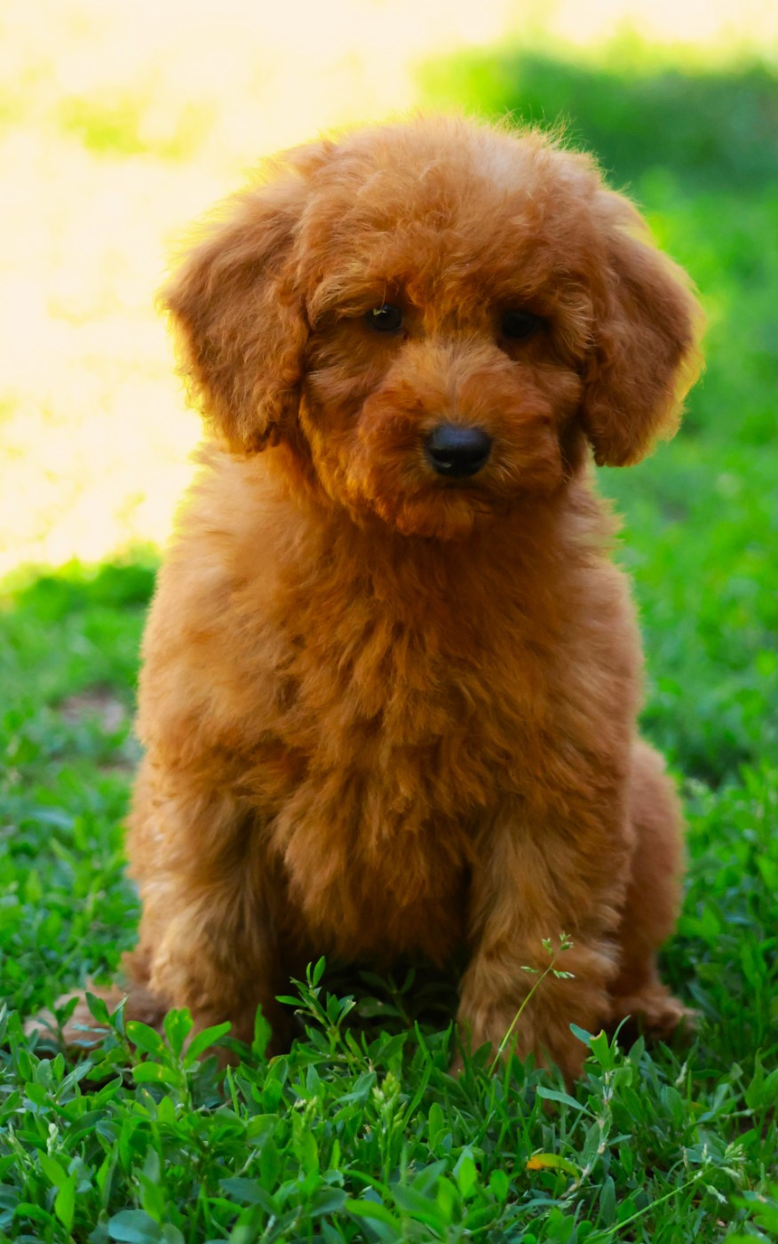 Fabien de jye - Chiots disponibles - Caniche
