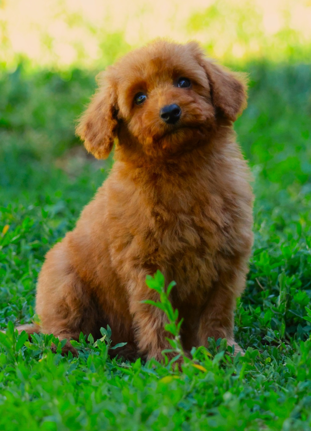 Fabien de jye - Chiots disponibles - Caniche