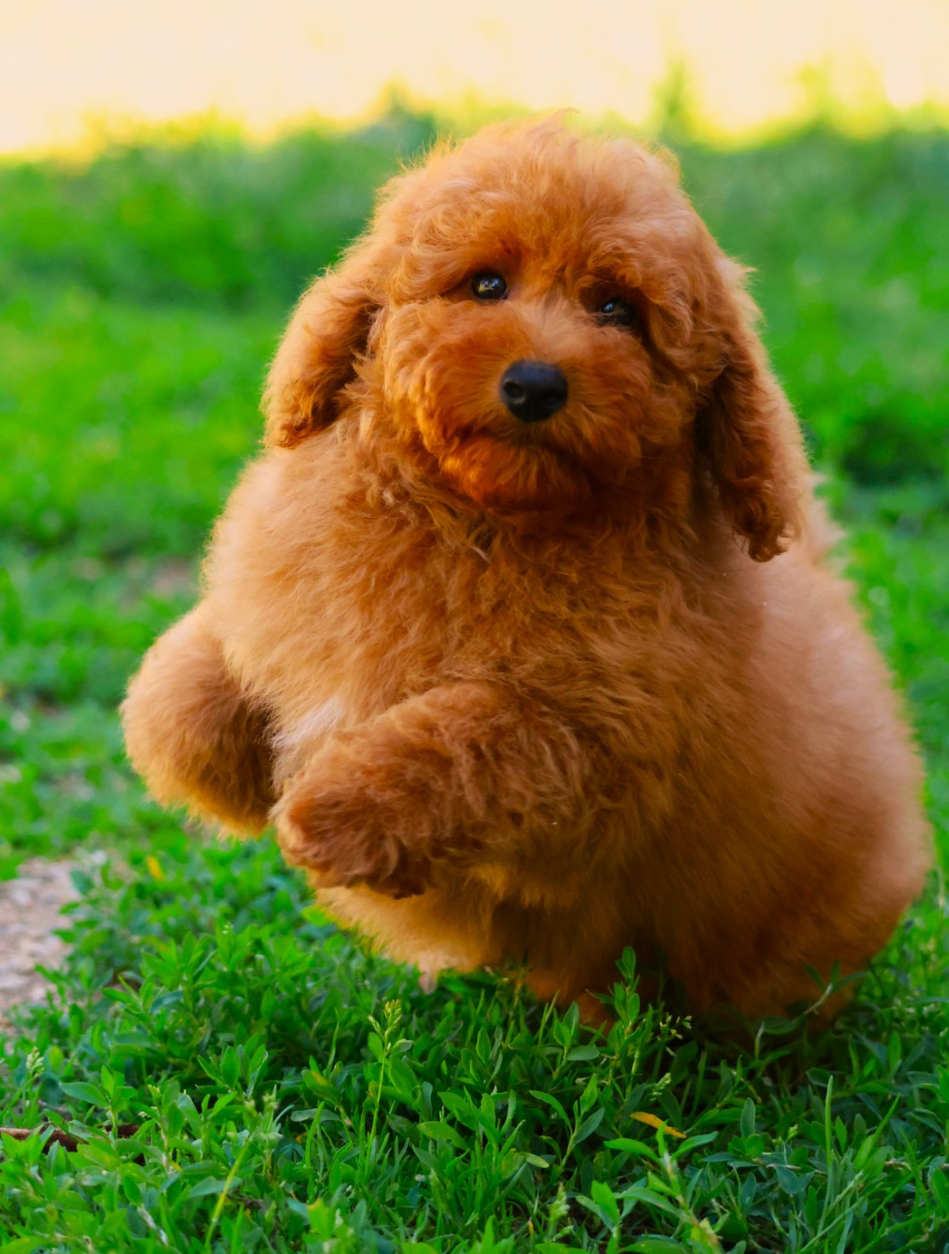 Fabien de jye - Chiots disponibles - Caniche