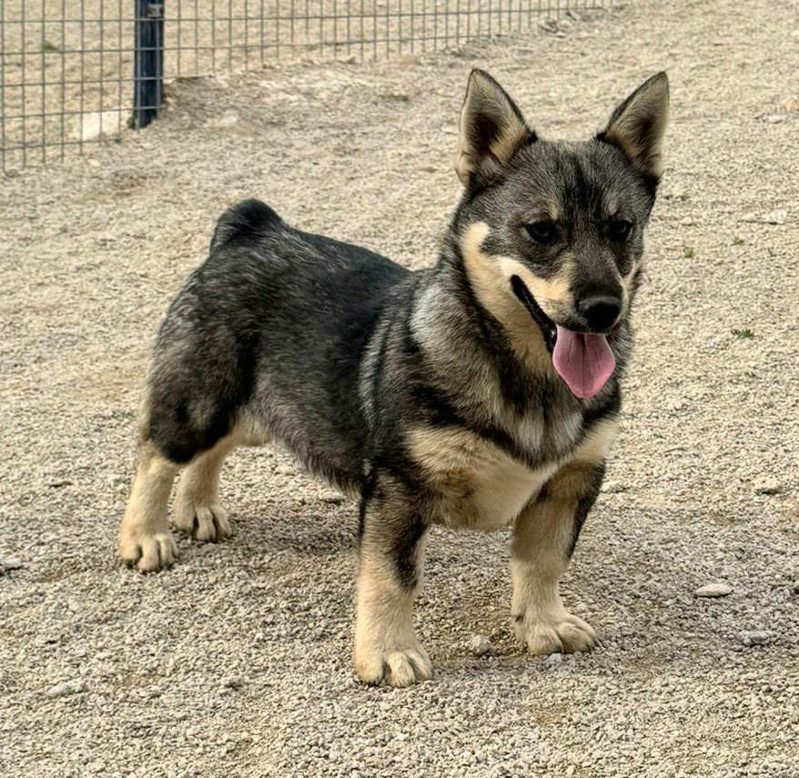 Fabien de jye - Chiots disponibles - Spitz des Visigoths