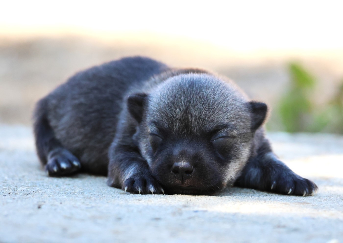 Fabien de jye - Chiots disponibles - Spitz des Visigoths