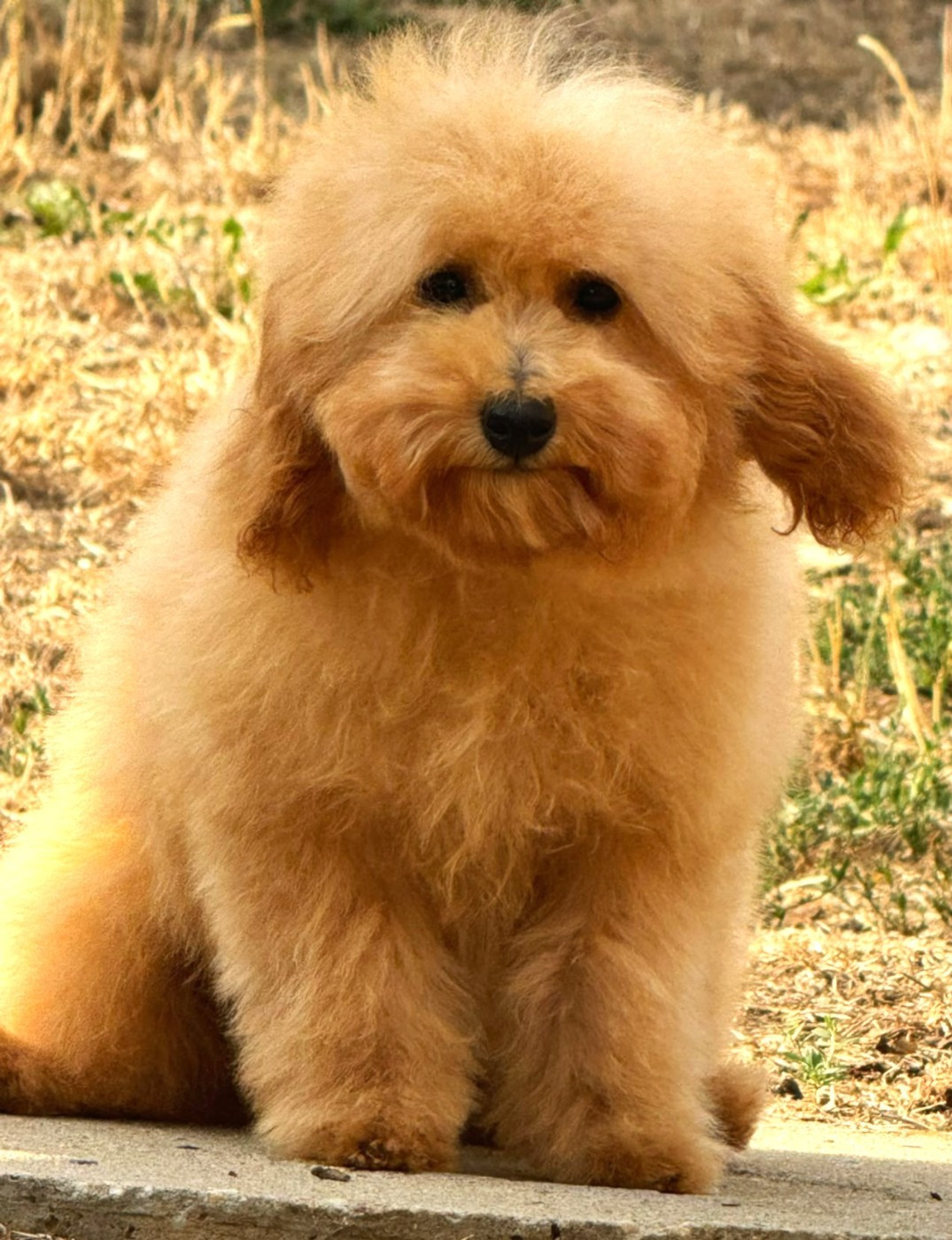 Fabien de jye - Chiots disponibles - Caniche