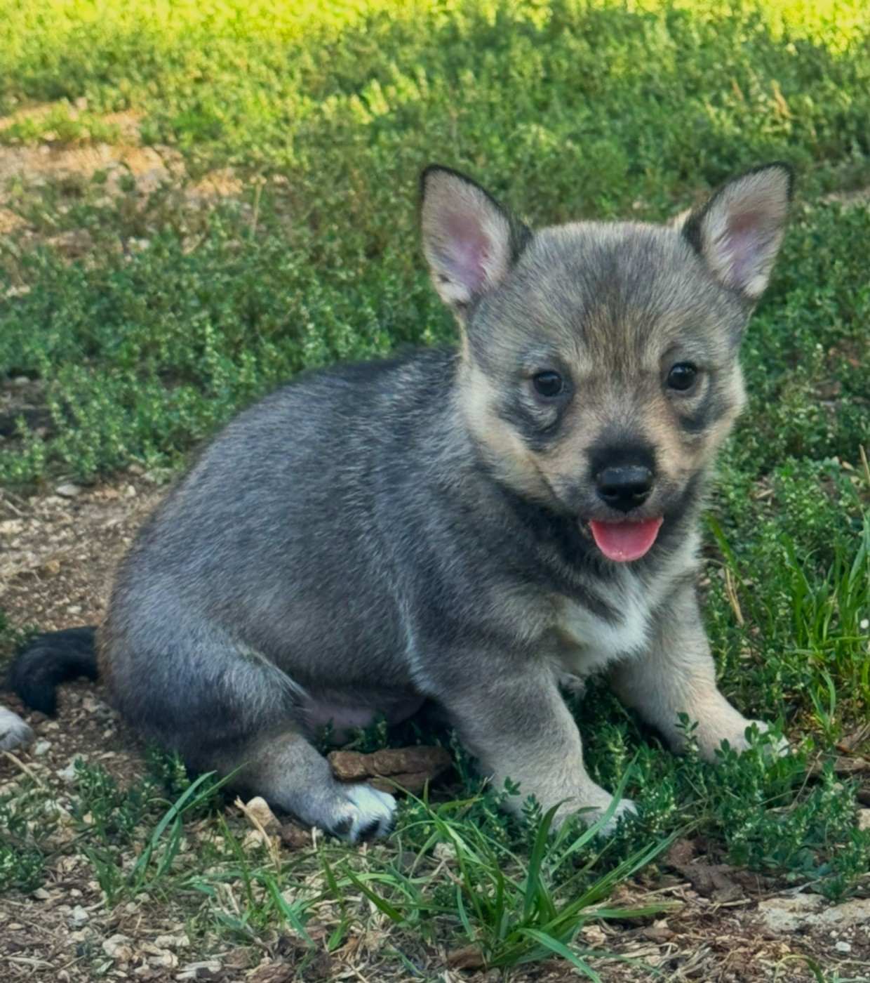 Fabien de jye - Chiots disponibles - Spitz des Visigoths