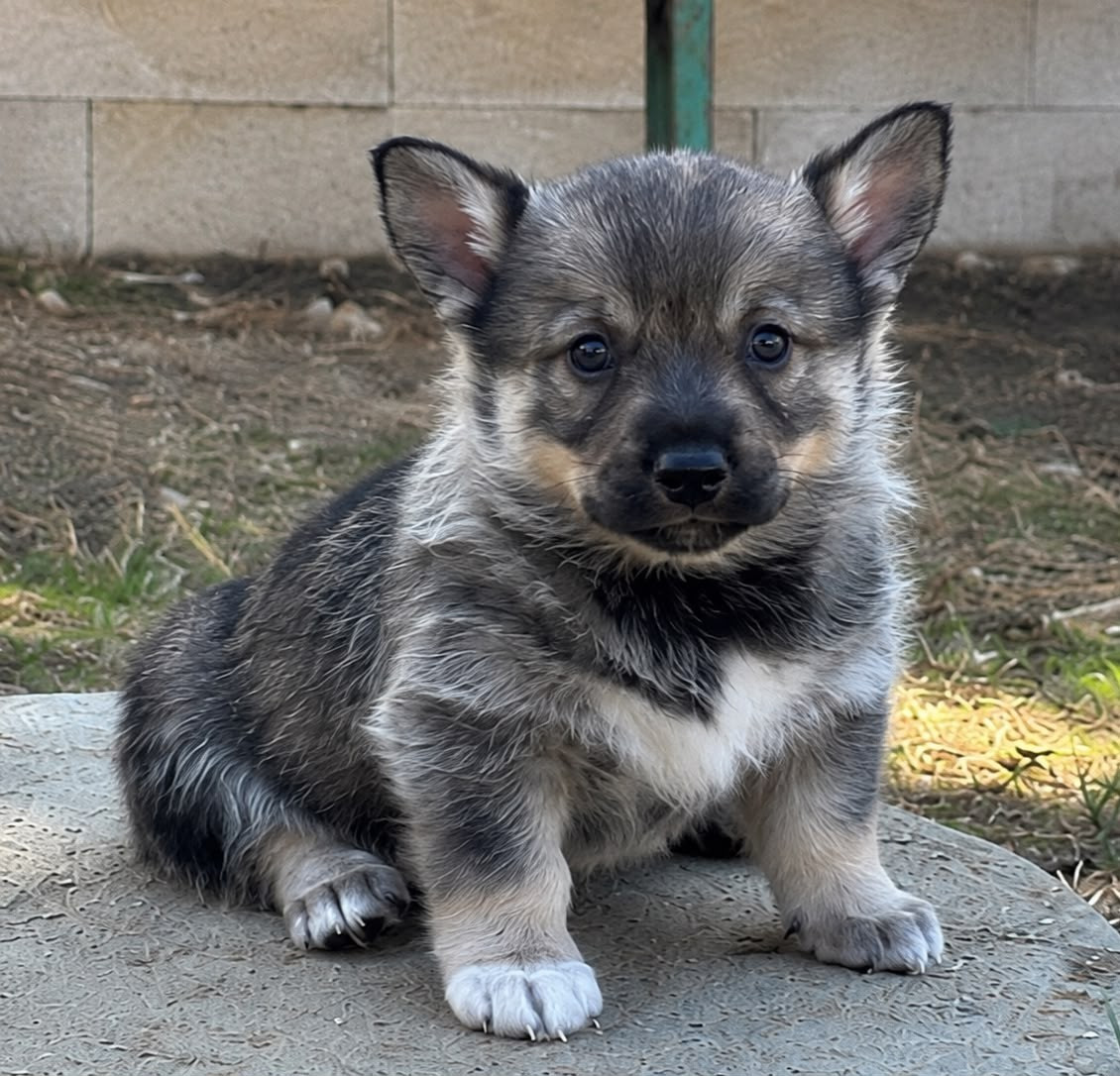 Fabien de jye - Chiots disponibles - Spitz des Visigoths