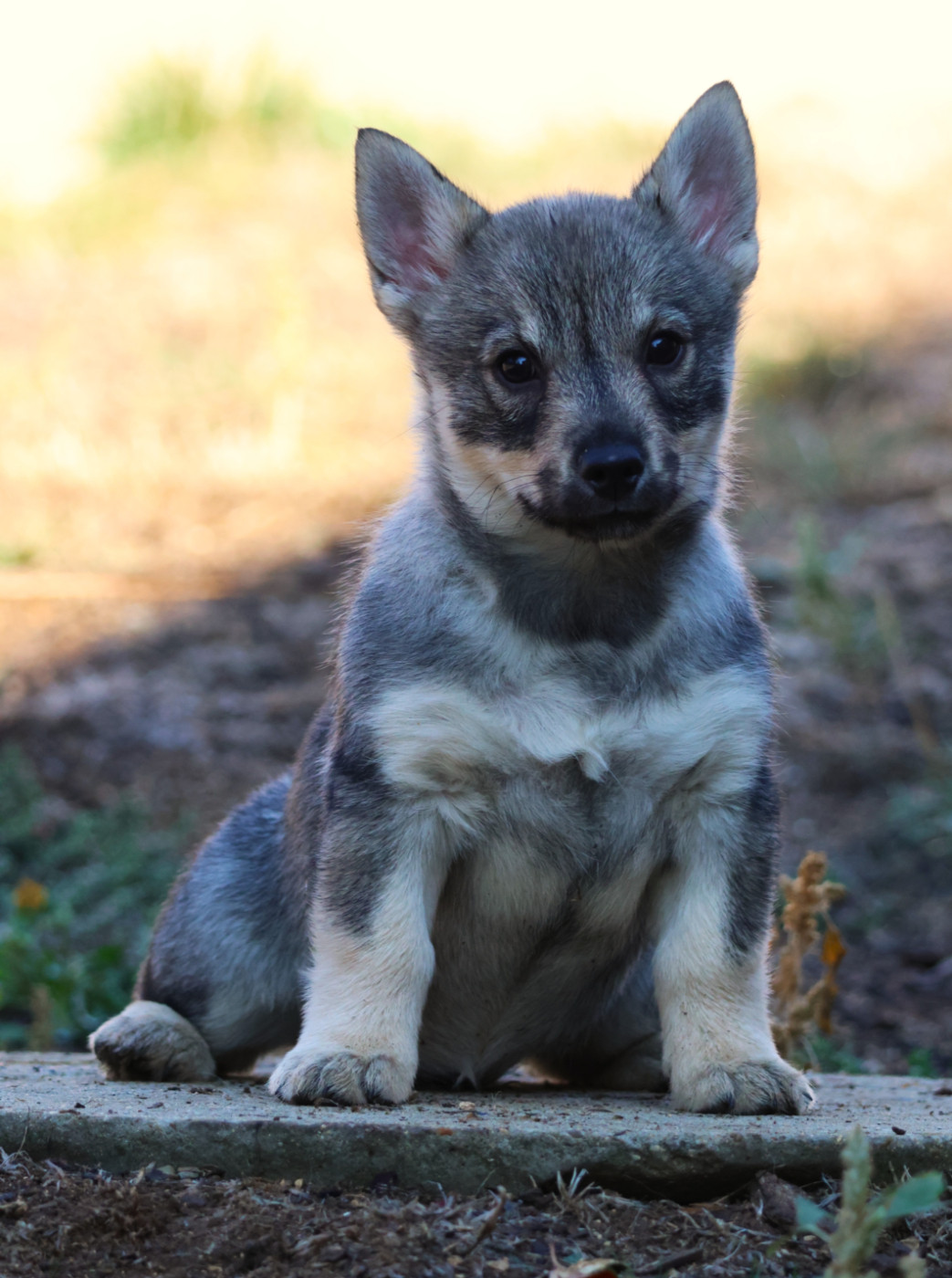 Fabien de jye - Chiots disponibles - Spitz des Visigoths