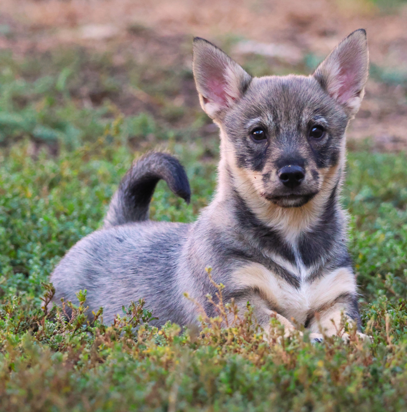Fabien de jye - Chiots disponibles - Spitz des Visigoths