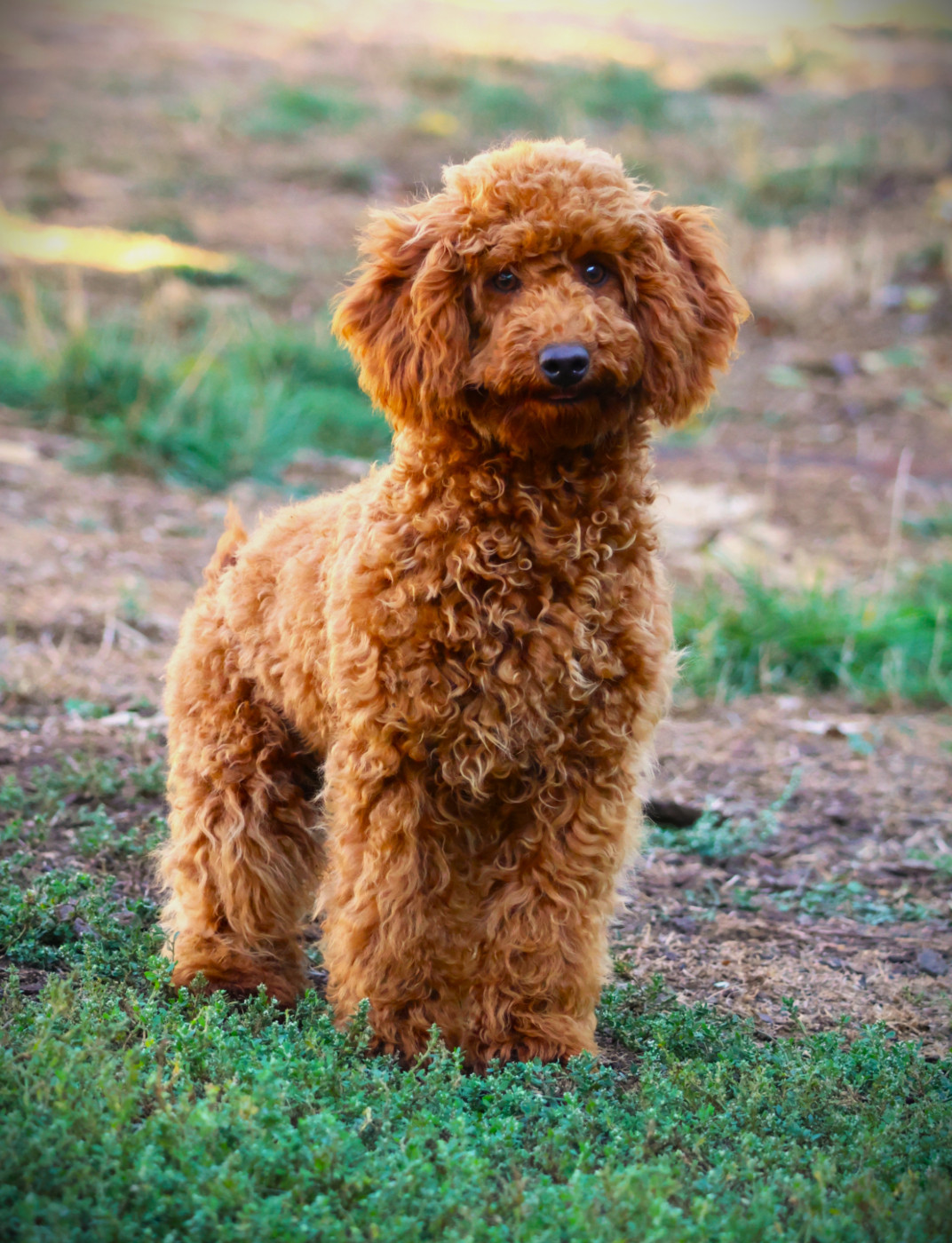 Fabien de jye - Chiots disponibles - Caniche