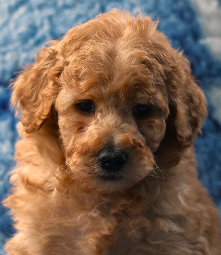 Fabien de jye - Chiots disponibles - Caniche