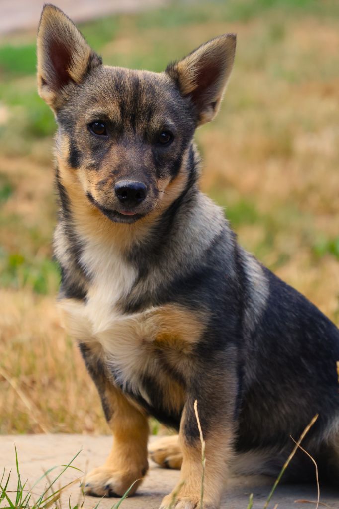 Fabien de jye - Chiots disponibles - Spitz des Visigoths