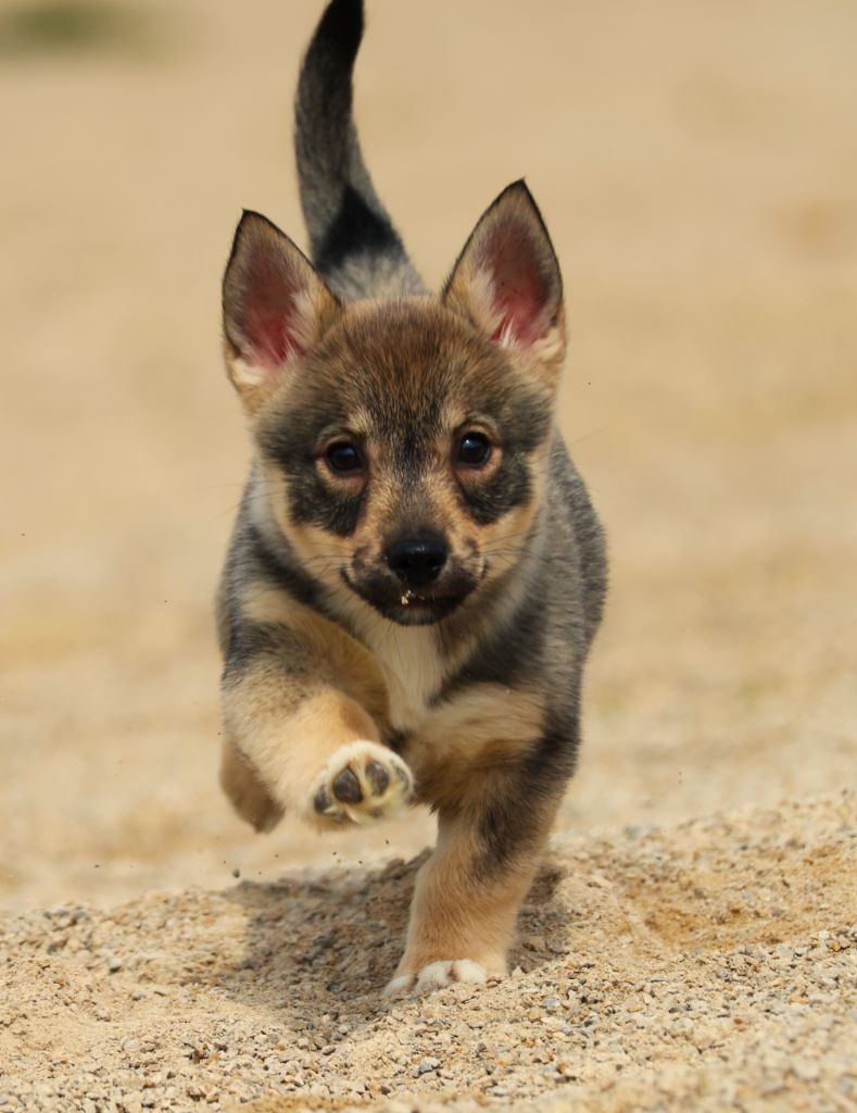 Fabien de jye - Chiots disponibles - Spitz des Visigoths
