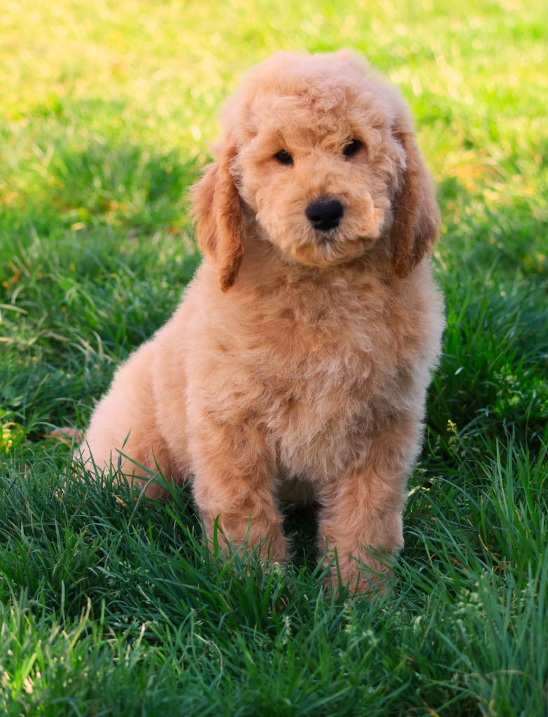 Fabien de jye - Chiots disponibles - Caniche